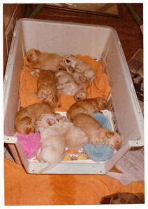 puppies sleeping together