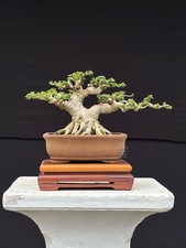 Live Tree Premna Microphylla Bonsai Tree [ SM...