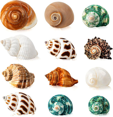 12PCS Hermit Crab Shells | Natural Sea Conch Size 1.6''-3.2'' | Growth Turbo for S