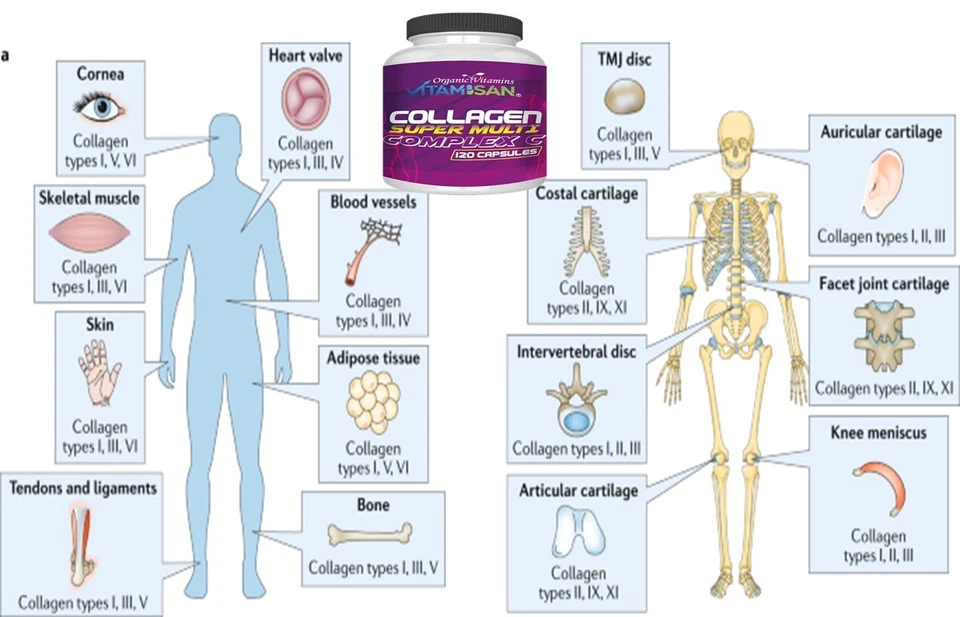 优质胶原肽药 2 包抗衰老类型 I、II、III、V、X 密封 240 — 第 3/4 张图片
