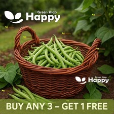 Blue Lake Bean - Climbing French Bean  - 40 Seeds - Heirloom - Vegetable Seeds