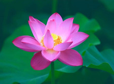 One Aquatic Hardy Sacred Water Lily PINK Plant FRESH Mature Rhizome 3 - 4"