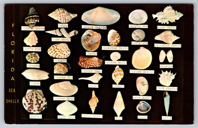 Sea Shells Florida Shell Display Dodson's Shell Shop Photo By Ted Lagerberg Post