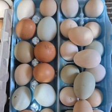 Various breeds  of fertile hatching eggs, including Cemani, Frizzle Silkies