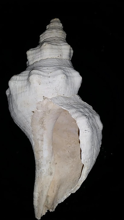 Picture 5 of 10