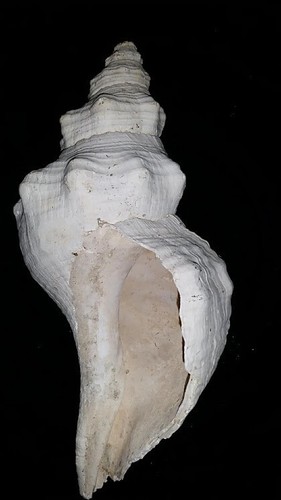 11" Florida fossil / fossilized horse conch shell Triplofusus giganteus yns62 - Picture 5 of 10
