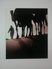 Camels 19.6 x 33.5 cm