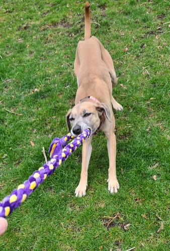 Tuggo Dog Rope Pull Toy