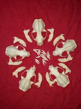 Mink Skulls Bones real American animal Heads weasel fox carnivore coyote