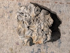 Fossilized Clamshell Bed Fossil Coral Specimen