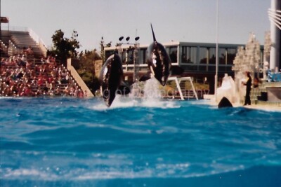 CAPTIVE KILLER WHALE Seaworld FOUND PHOTO Color ORIGINAL Snapshot 55 45 Z