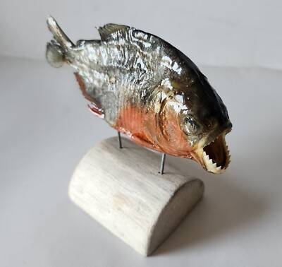 Real Taxidermy Red Bellied PREDATOR Piranha Peru Amazon  