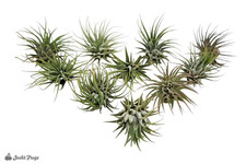 Tillandsia ionantha Air Plant Wholesale Plant Bundle 10 plants