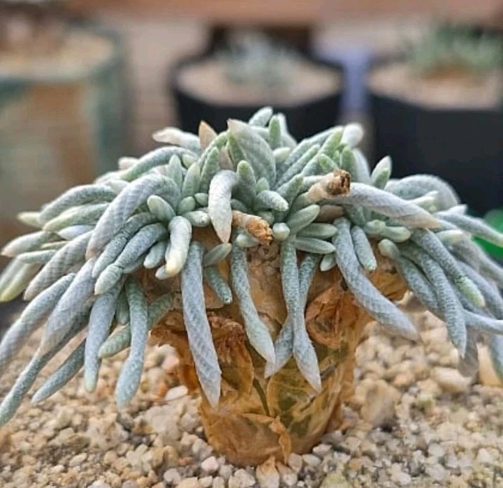 Anacampseros alstonii Schönland 🏵️One plant only about 3cm rare succulent plan
Opens in a new windo