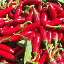 25+ Serrano Hot Pepper Seeds for Garden Planting - USA - FREE SHIPPING!