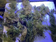 10 Rare Green Red Large Hornwort Bunch Live Aquarium Plants