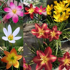 Rain lily bulbs MultiColour Zephyranthes - All Season Flower Bulbs (Pack of 10)
