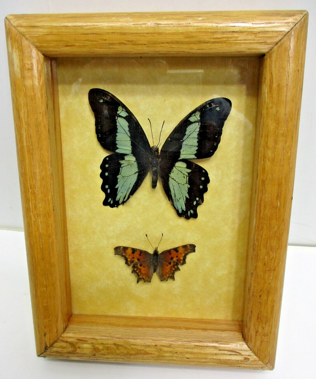 Real Butterfly Mounts in shadow box - Hand mounted by a Montana craftsman