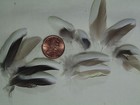(300)-Cockatiel Parrot Body Feathers 2in. & Under 4023 — photo 7