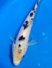 8" BEKKO KOI   LIVE FRIENDLY KOI POND FISH RAVENWOOD KOI