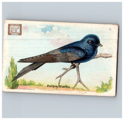 DWIGHT COW BRAND 1915 USEFUL BIRDS OF AMERICA CARD #5 PURPLE MARTIN DS 1200
