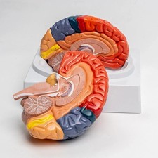 1:1 Teaching Model of Colorful Brain Structure Anatomy Model
