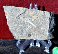 5-9" FOSSIL SLABS from Socorro, NM * Choice of 15 * incl Crinoids Coral...