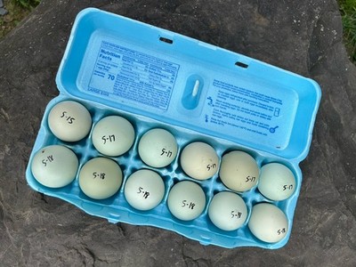 10+ Hatching Eggs Fertilized Ameraucana Easter Egger Olive Egger Eggs