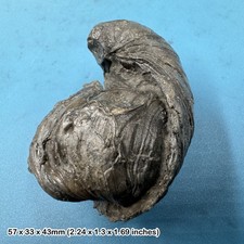 Fossil gryphaea bivalve, "devil's toenail" an iconic fossil from the jurassic