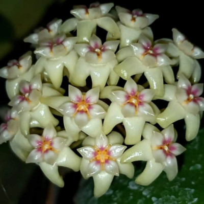 Hoya Rigida Plant 4'' Pot Random+Phytosanitary Certificate