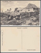 CUBA Oxen and Farmer  VINTAGE POSTCARD