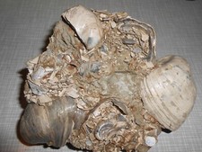 Muscheln Congeria, Müllendorf b. Wien, 17 x 14 cm