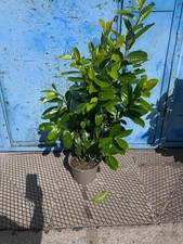 Prunus laurocerasus Novita Kirschlorbeer Heck...
