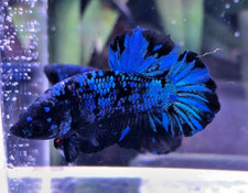 Male Avatar betta plakat Wholesale prices available