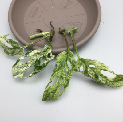 Monstera Adansonii Frozen Freckles variegata Stammstecklinge | eBay.de