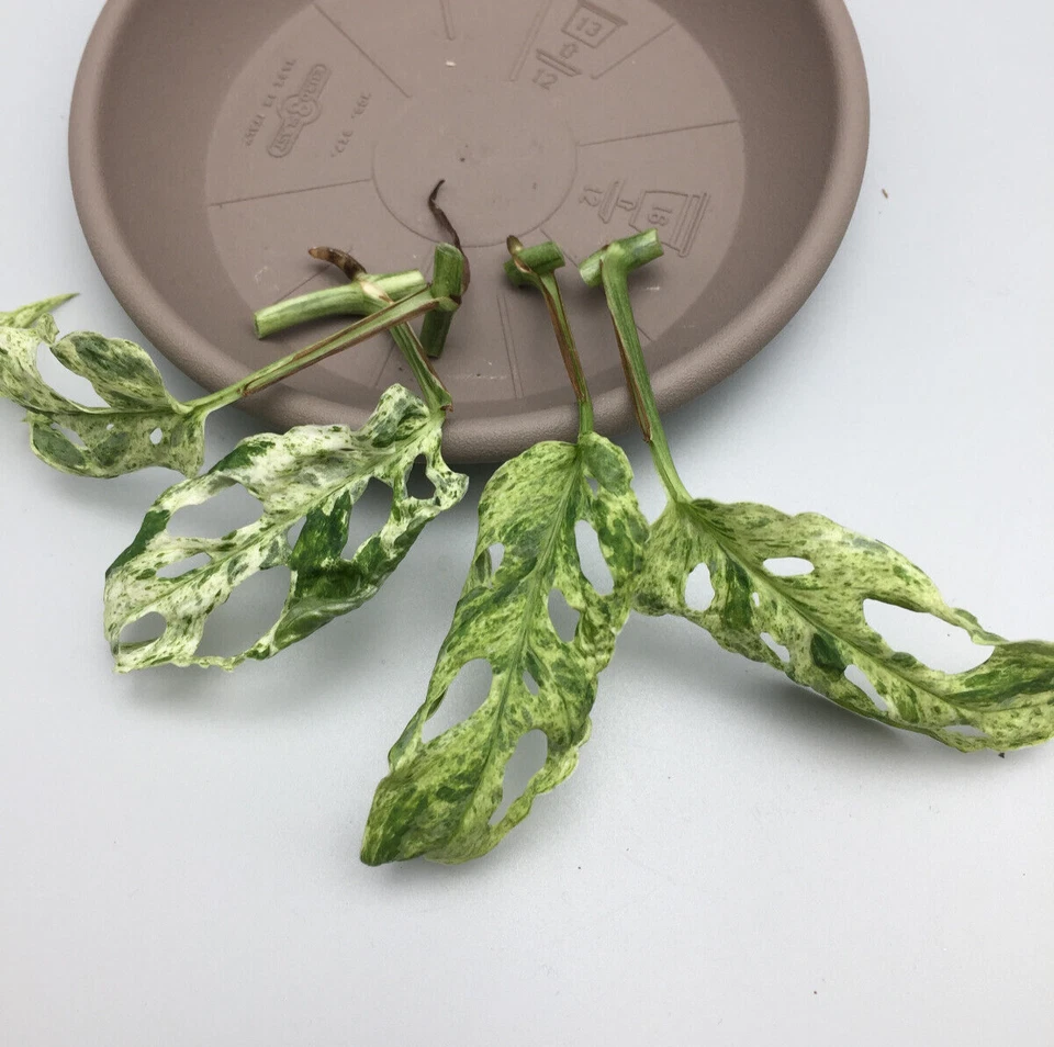 Plantes de troncos Monstera Adansonii Frozen Pecas variegata - Imagen 2 de 4