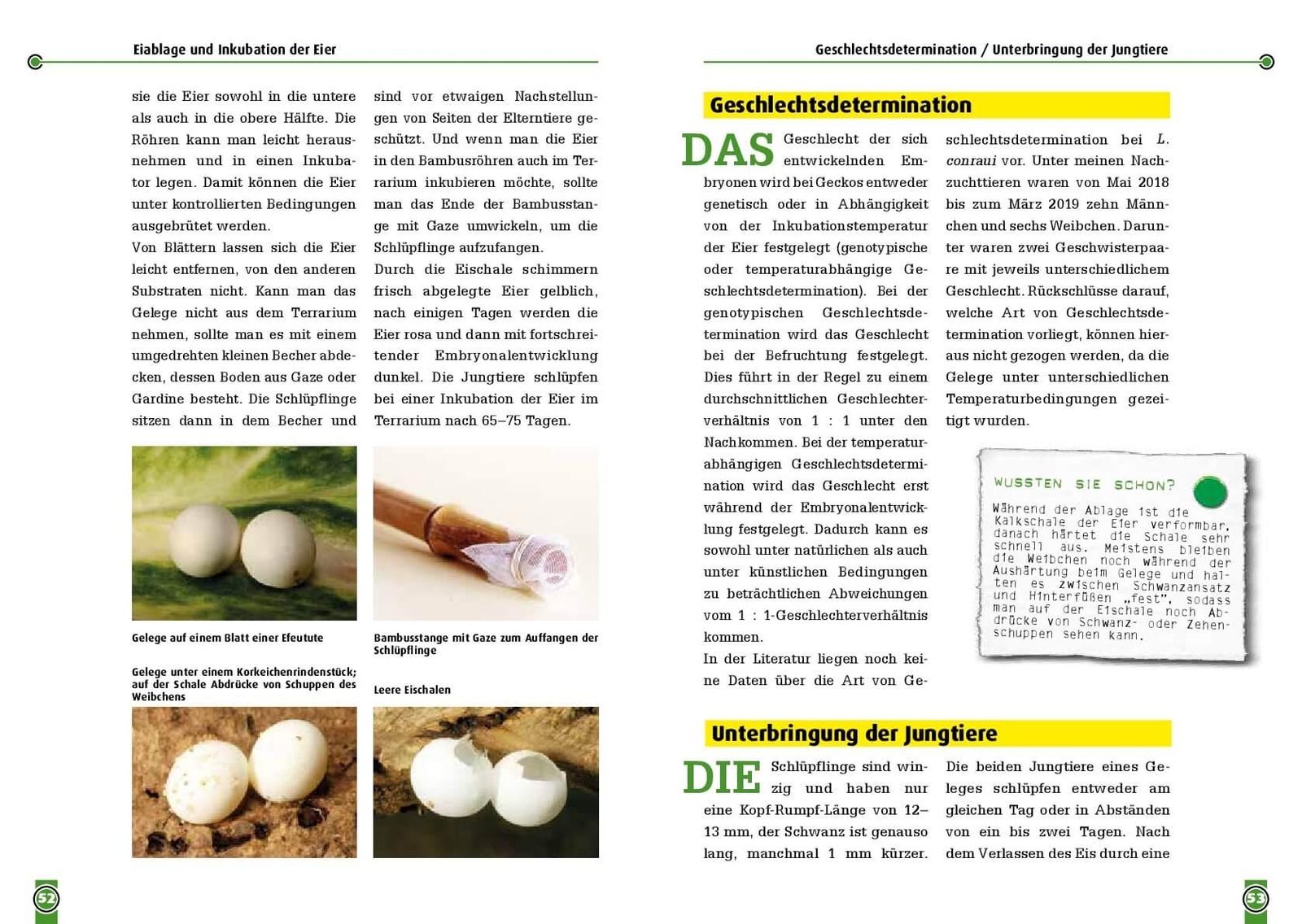 Thumbnail - Beate Röll Conraus Zwergtaggecko