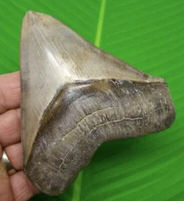 4.59 “ MEGALODON SHARK TOOTH  Real Fossil - Georgia, USA - NO Restorations