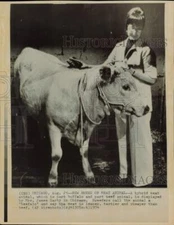 1974 Press Photo Mrs. James Darby with "Beefalo" in Chicago - lra46594