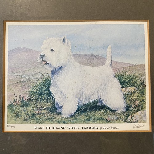 West Highland Terrier Westie gerahmt signiert LE Druck von Peter Barrett Nr. 689/5000 - Bild 10 von 18