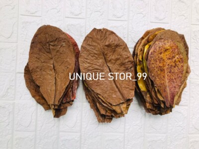 500pcs Dry Indian Almond Catappa Leaves Shrimp Betta Fish Aquariums Care A+ Leaf
