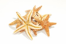 NessaStores Sugar StarFish Sea Shell Wedding Real Craft 3" - 4" 6 pcs  JC-057