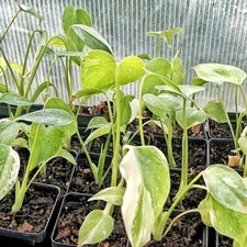 Monstera Thai Constellation live plant 4" Pot Rooted / Starter Plant / CA Seller