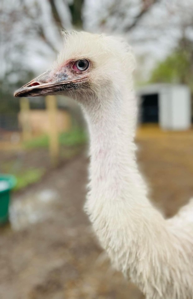 Emu hatching eggs from white and blonde pairs! Local pick up only | eBay