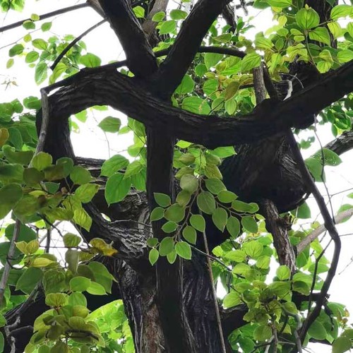 Hovenia Dulcis - 10 Seeds - Japanese Raisin Tree - Picture 2 of 2