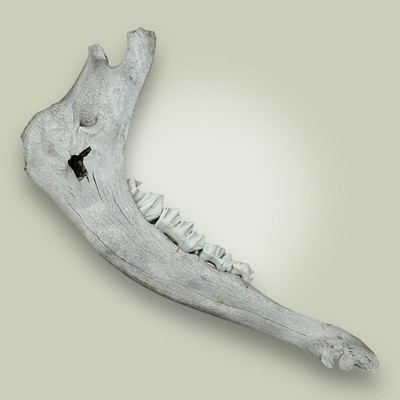 Elk Jaw Bone Naturally Aged Rocky Mountain Idaho Crafts - Decor 