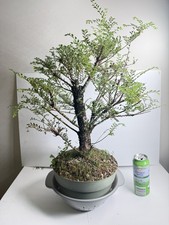 RARE Seiju Chinese Elm Pre-Bonsai | LARGE OLD TRUNK | Ulmus parvifolia 