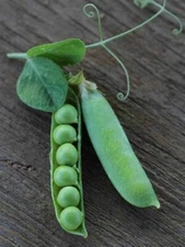 Thomas Laxton Pea Seeds 25 Ct Pod Vegetable Garden Heirloom USA VINE TRELLIS