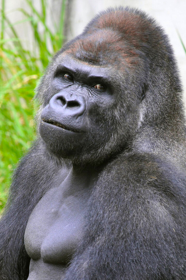 Harambe Gorilla Cincinnati Zoo Art Wall Indoor Room Poster