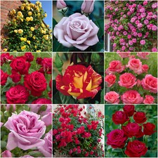 14 Rose Plants/Shrubs/Bushes For Garden Bare Roots-Climbing,Scented-CHOOSE FROM
